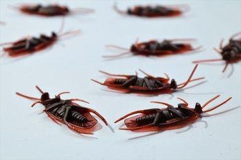 Отрова за хлебарки 1 | Insect Expert Отрова за хлебарки 1 - хлебарки